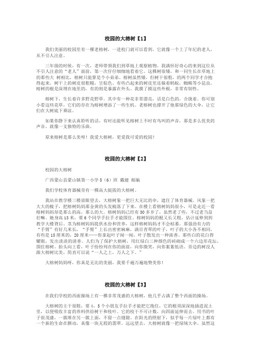 校园的大榕树作文
