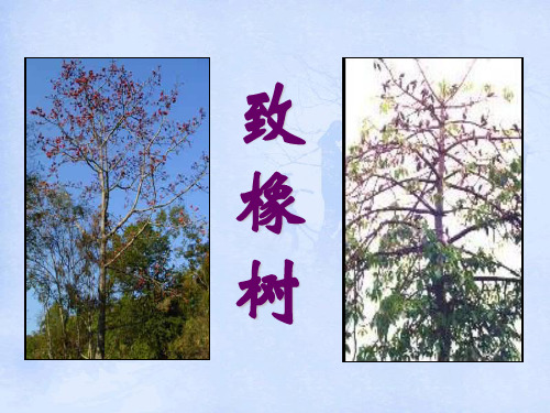 致橡树 我愿意是急流