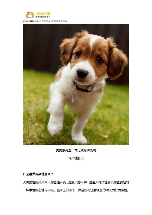 犬传染性肝炎