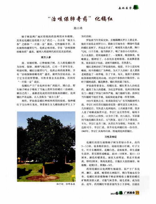 “治咳保肺奇药”化橘红