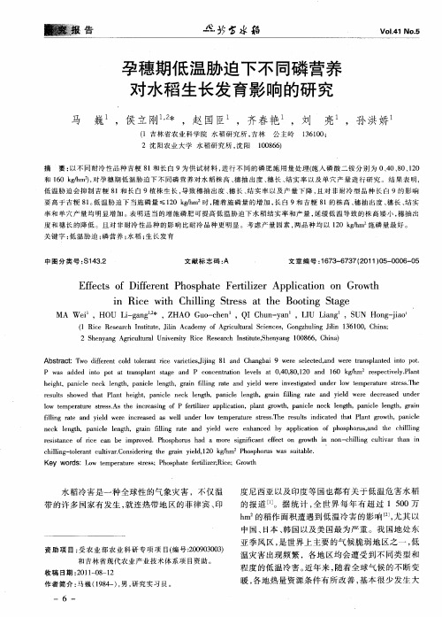 孕穗期低温胁迫下不同磷营养对水稻生长发育影响的研究