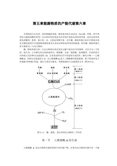 第五章能源物质的产能代谢第六章