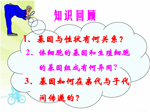 基因的显性和隐性课件