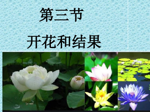 人教版七年级生物上册课件：3.2.3开花和结果PPT