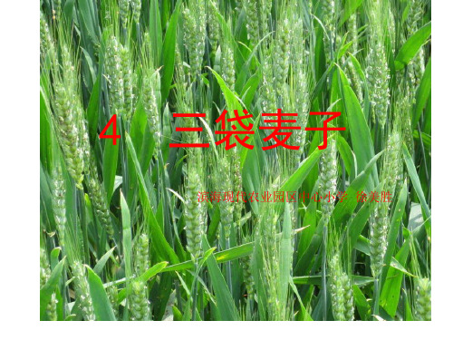 三年级下册语文《4 三袋麦子》课件 苏教版