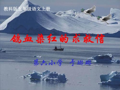 10鸽血染血的求救
