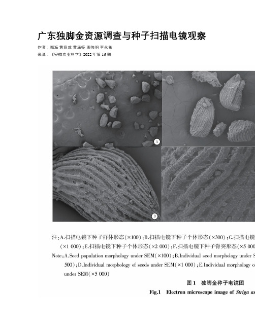 广东独脚金资源调查与种子扫描电镜观察