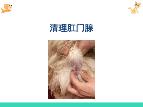 犬的基础美容—肛门腺清理(宠物美容)