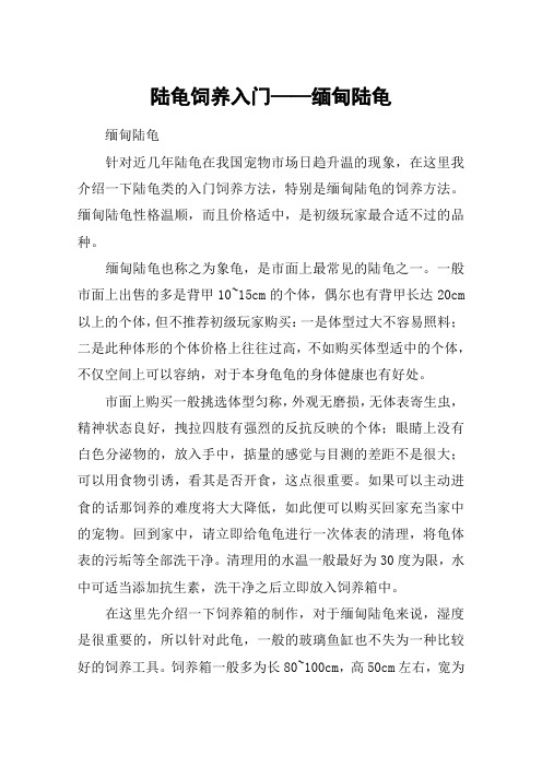 陆龟饲养入门——缅甸陆龟