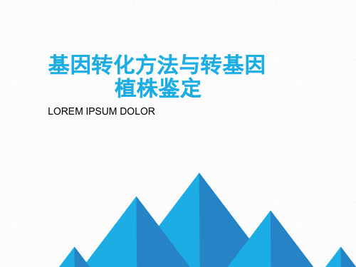 基因转化方法与转基因植株鉴定全