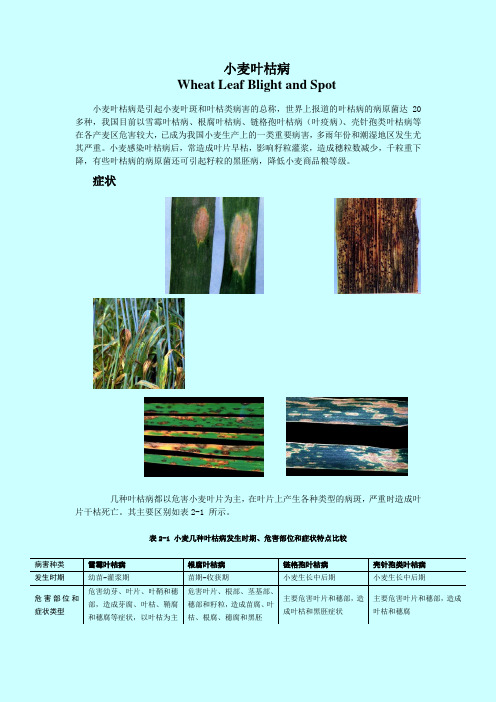 小麦叶枯病