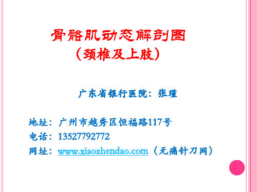 骨骼肌动态解剖图 1