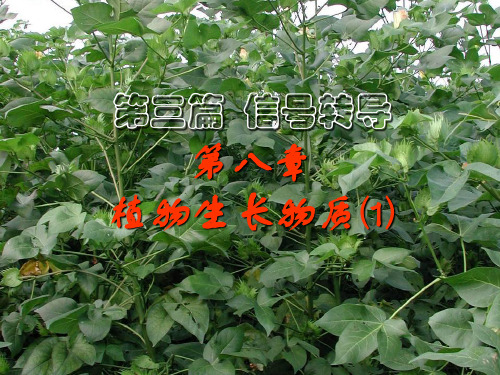 第八章植物生长物质20091sppt课件