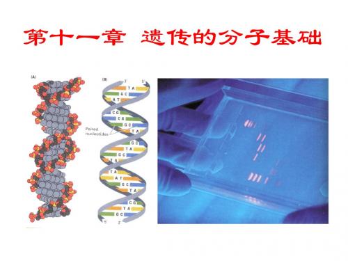 第十一章 遗传的分子基础(self)