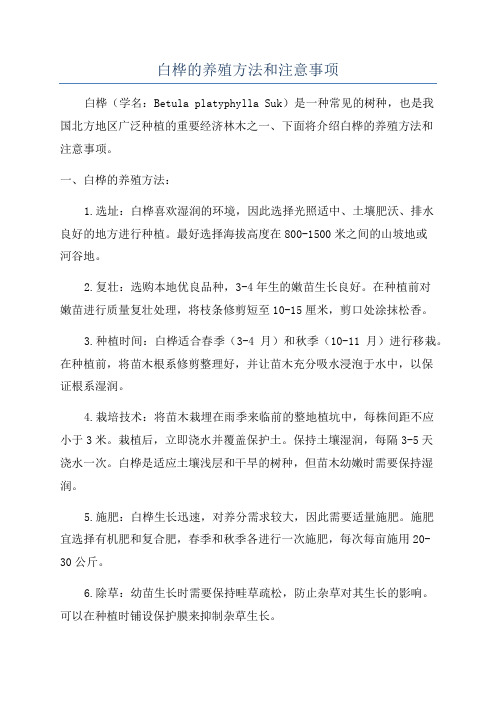 白桦的养殖方法和注意事项