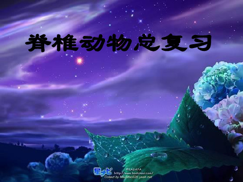 脊椎动物总复习