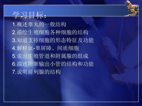 解剖组胚学-男性生殖系统