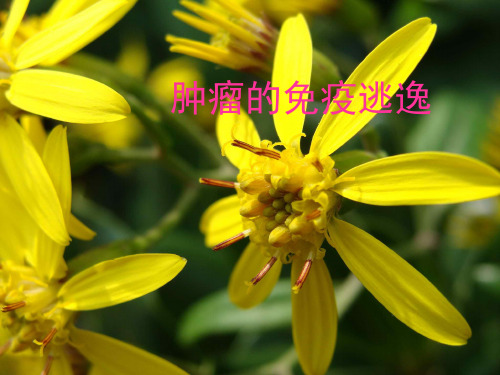 肿瘤免疫逃逸ppt课件