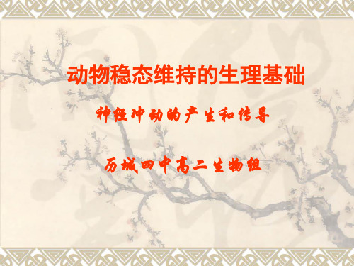 神经冲动的产生与传导