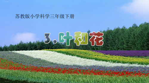 三年级下册科学课件叶和花苏教版