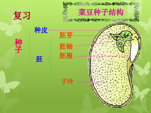 人教版七上第二章第一节种子的萌发(共41张PPT)[1]