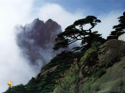 黄山奇松
