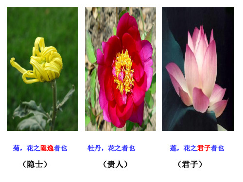 牡丹的拒绝课件