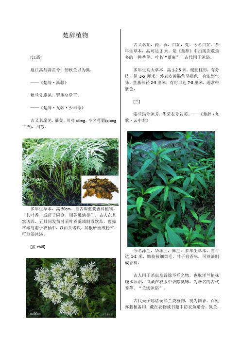 楚辞植物
