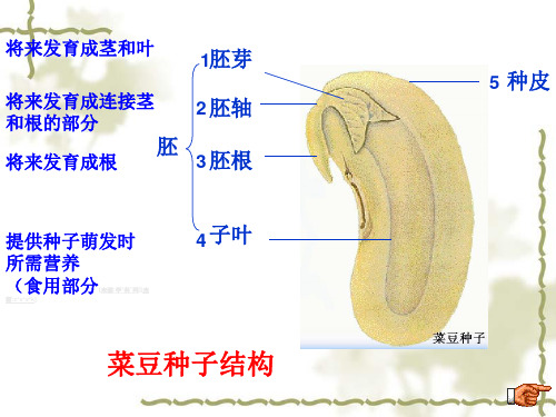 京改版生物七上1.1《认识我们身边的植物和动物》课件(共84张PPT)