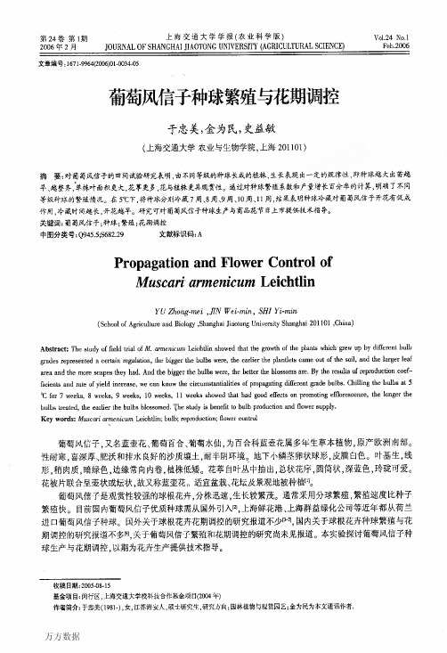 葡萄风信子种球繁殖与花期调控(200602)