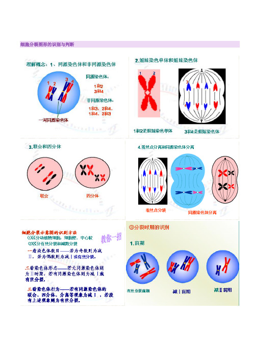 细胞分裂图形的识别与判断