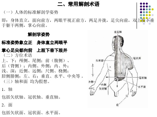 人体解剖学课件全--副本