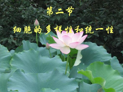 1.2-细胞的多样性和统一性(共44张PPT)