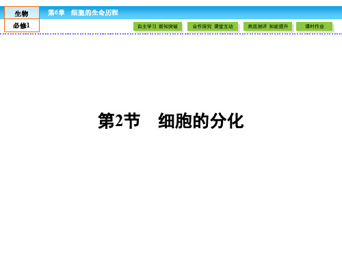人教版高中生物必修一课件 第六章 细胞的生命历程 6.2《细胞的分化