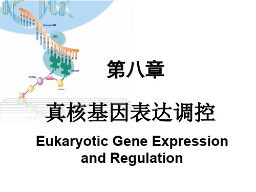 真核生物基因表达调控
