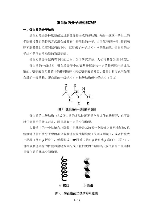 高一生物必修1_分子与细胞_知识讲解：蛋白质的分子结构和功能