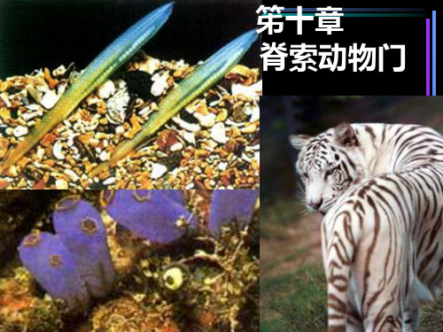 脊索动物门