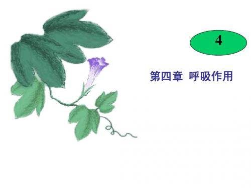 第四章呼吸作用(谢)