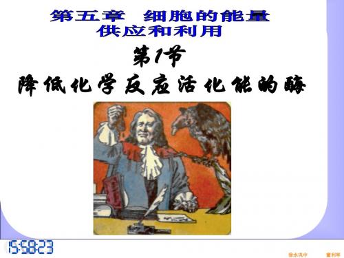 降低化学反应活化能的酶(生物新课标必修1五章1节内容)