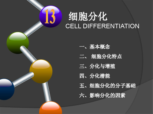 细胞生物学课件PDF 细胞分化