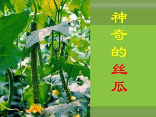 《神奇的丝瓜》完整版课件剖析