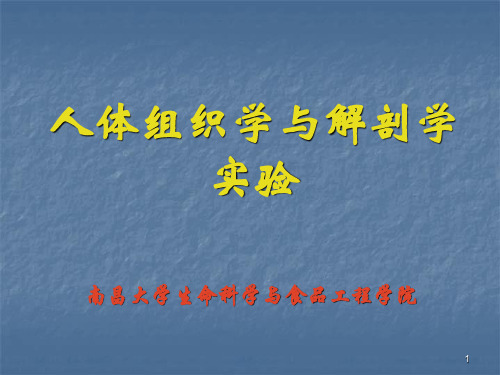消化系统组成及各部分结构观察参考PPT