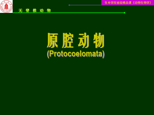 8.假体腔动物