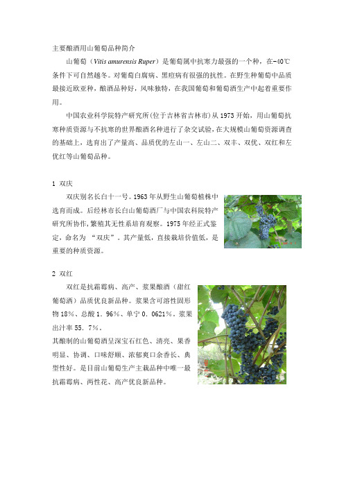 主要酿酒用山葡萄品种简介