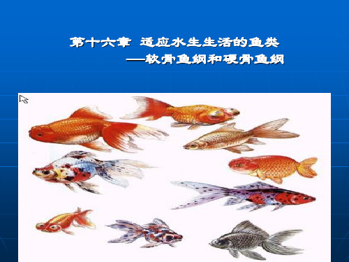 动物学    第十六章鱼纲