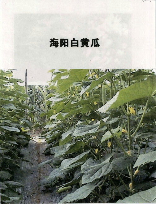 海阳白黄瓜