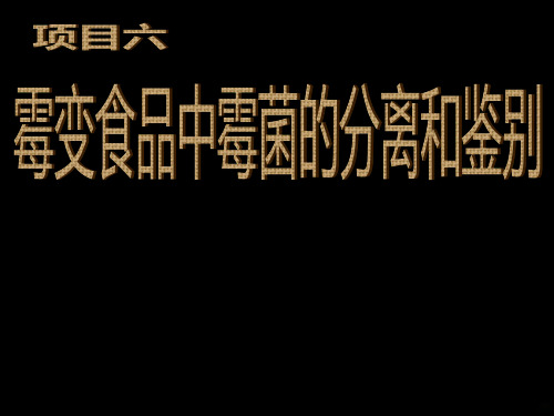 根霉和毛霉PPT课件