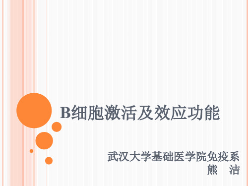 B细胞激活及效应功能