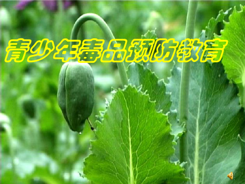 青少年毒品预防教育参考课件