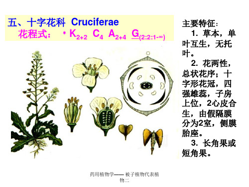 药用植物学—— 被子植物代表植物二 ppt课件